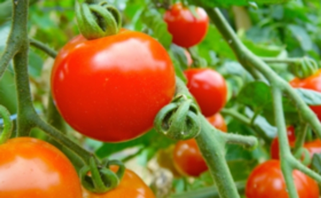 🍅  ミニトマトをお送りします 🍅