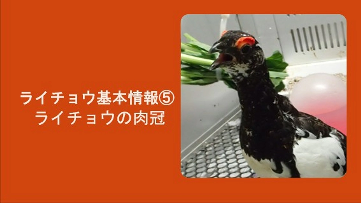 ライチョウ基本情報⑤ライチョウの肉冠