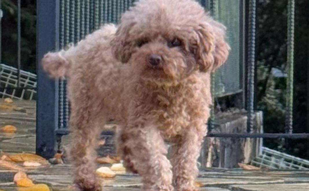 ペットの通信教育資格取得講座（犬猫関連６種）無料受講　他