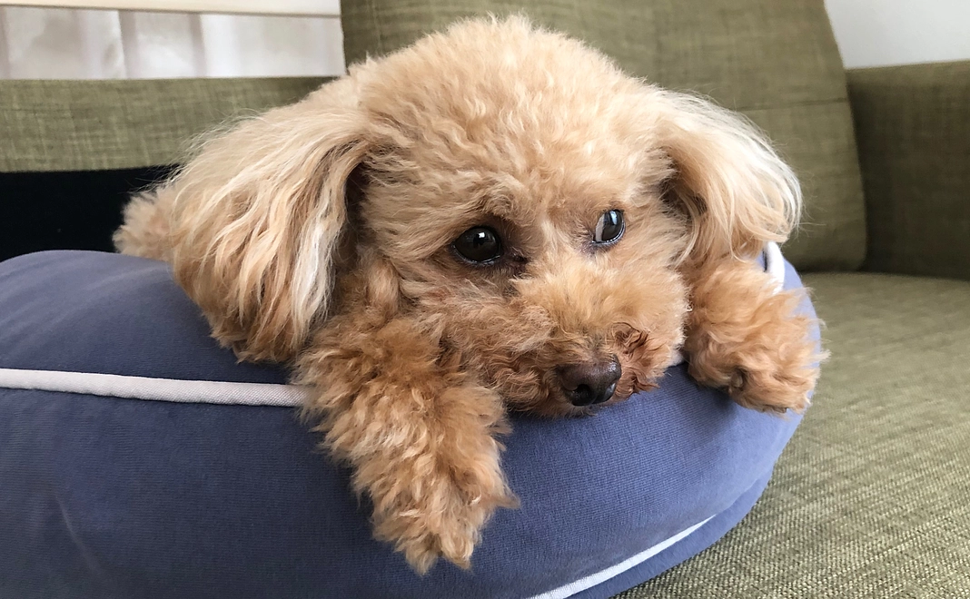 感謝のメールとひなたの写真