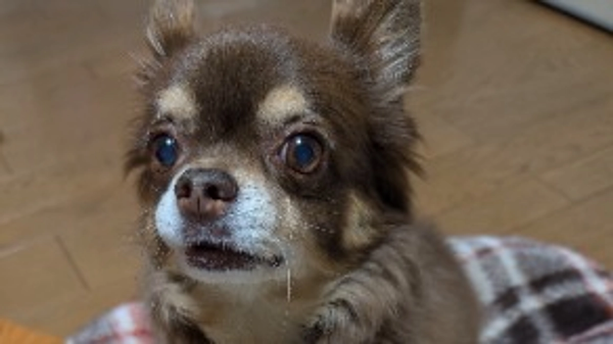 まろの手術明日❢