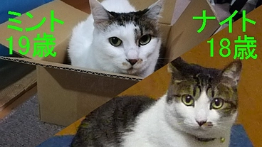 病気で高齢の2匹の猫・ミントちゃんとナイトちゃんにご支援を のトップ画像