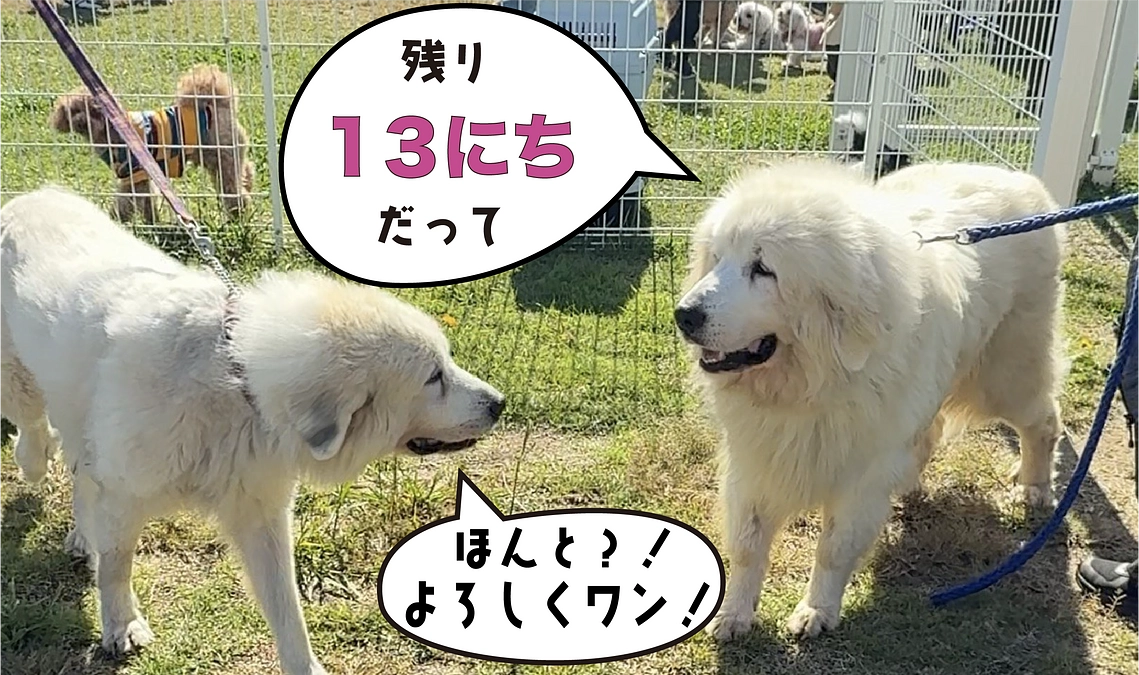 レスキュー報告！