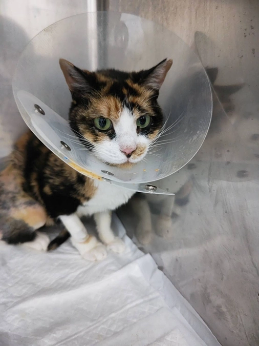 ミケコちゃんの体調不良および緊急再手術のご報告と、ご支援のお願い