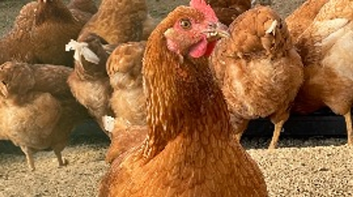 卵リターン発送！！！！