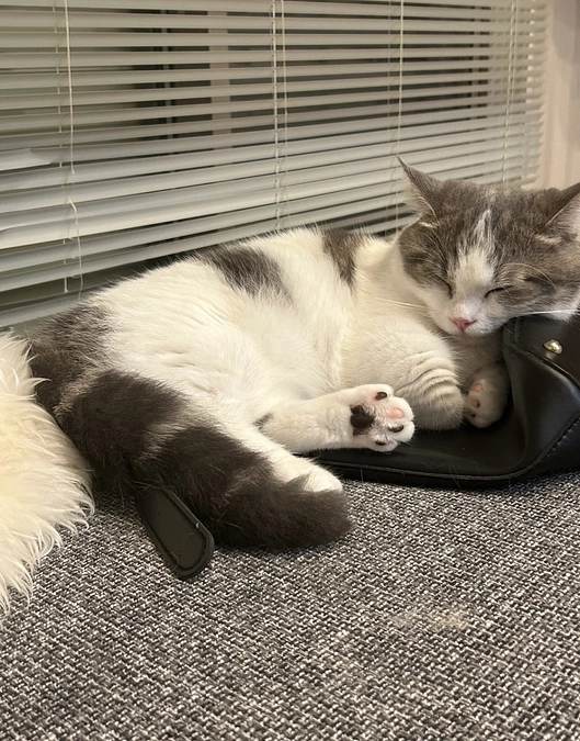 今後のスケジュールについて