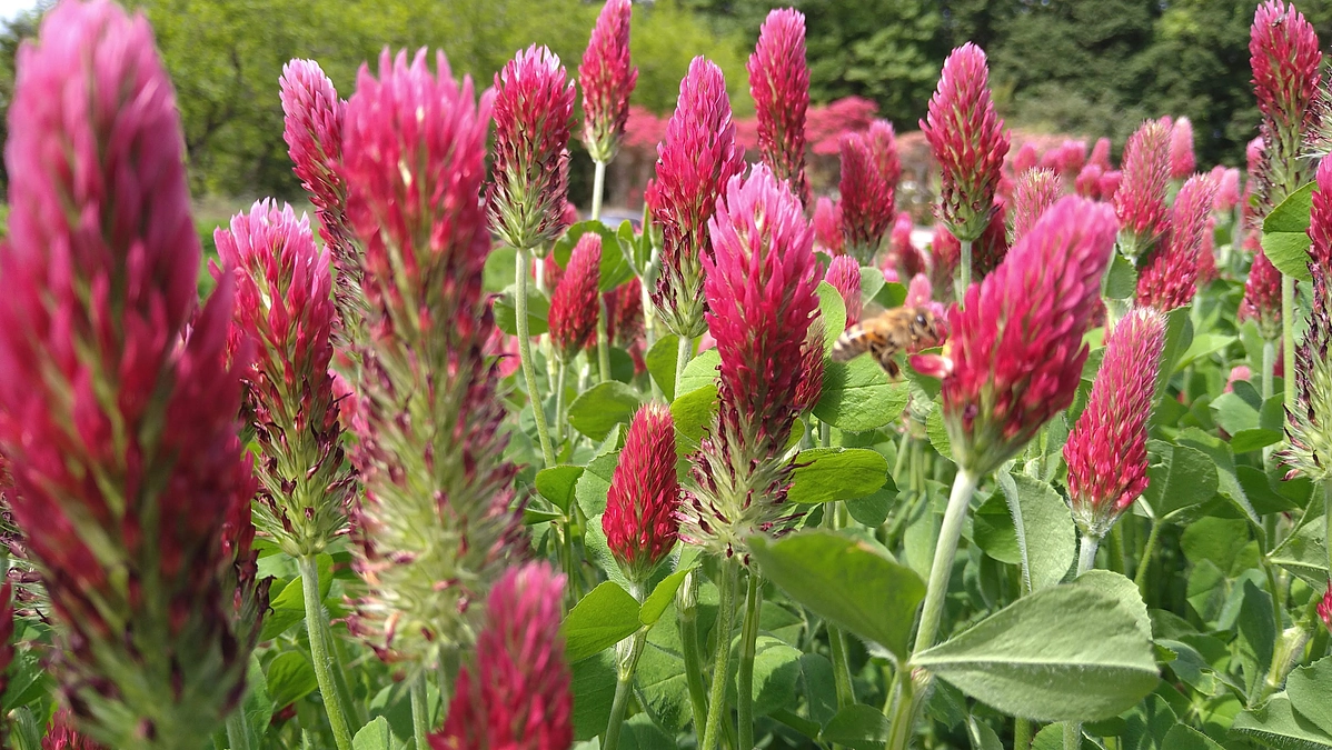 【活動報告】少しずつ、畑が息を吹き返しています