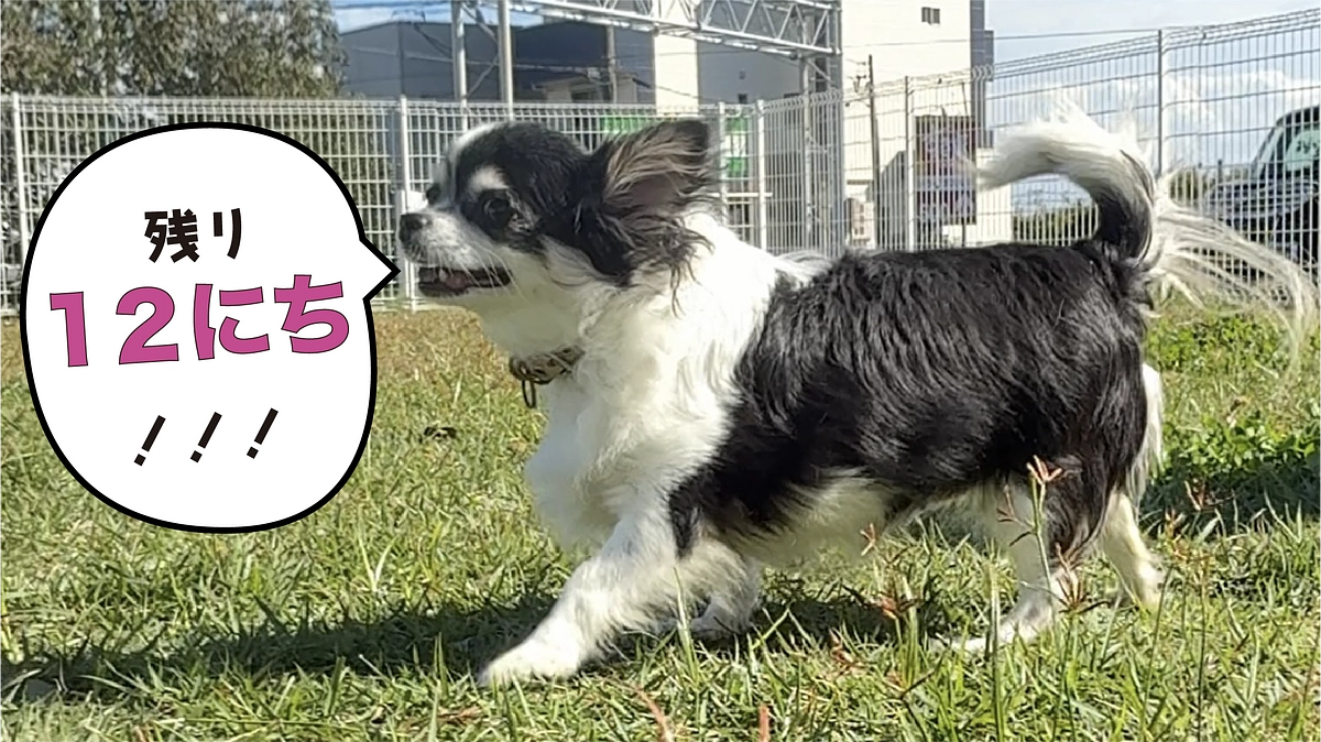 幸せ速報！残り12日になりました！