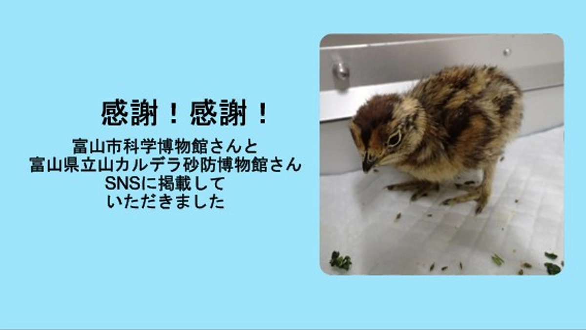 感謝！富山市科学博物館さんと立山カルデラ砂防博物館さんがSNSに掲載してくださいました