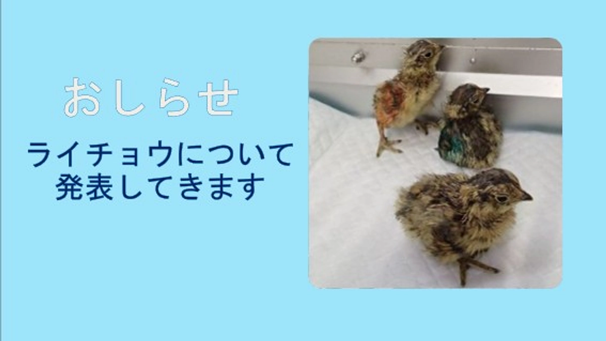 ライチョウ生息域外保全についての発表