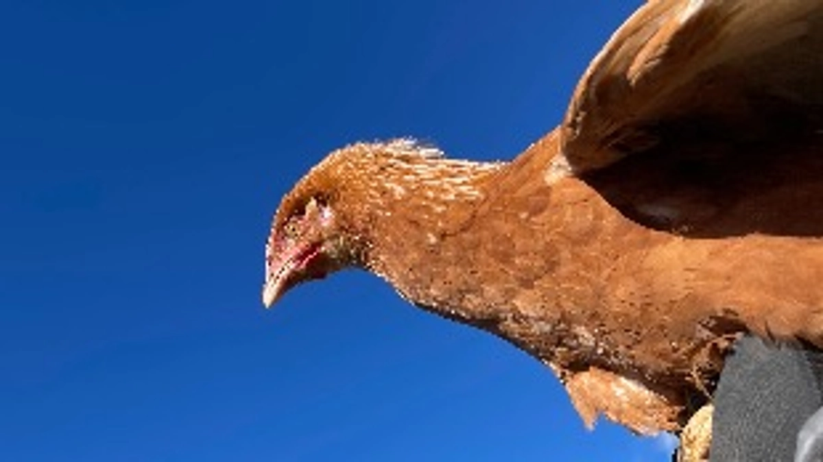 今日も！鶏さん達…