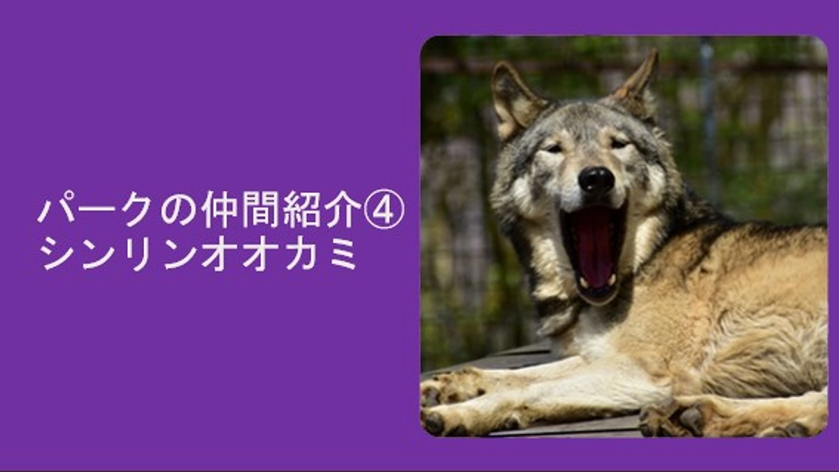パークの仲間紹介④シンリンオオカミ