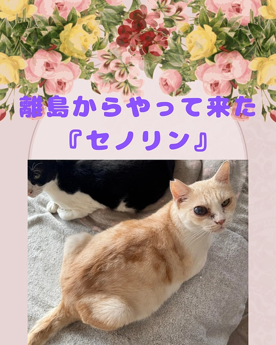 離島からやって来た、イケメン✨『セノリン』💖