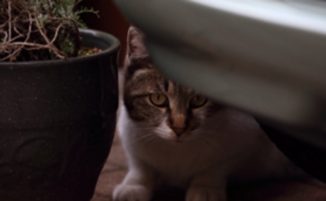 野良猫たちの笑顔【応援コース】