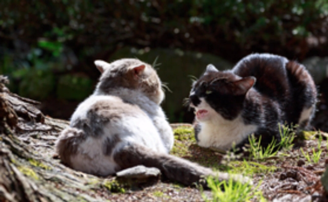 野良猫たちの幸せ【応援コース】