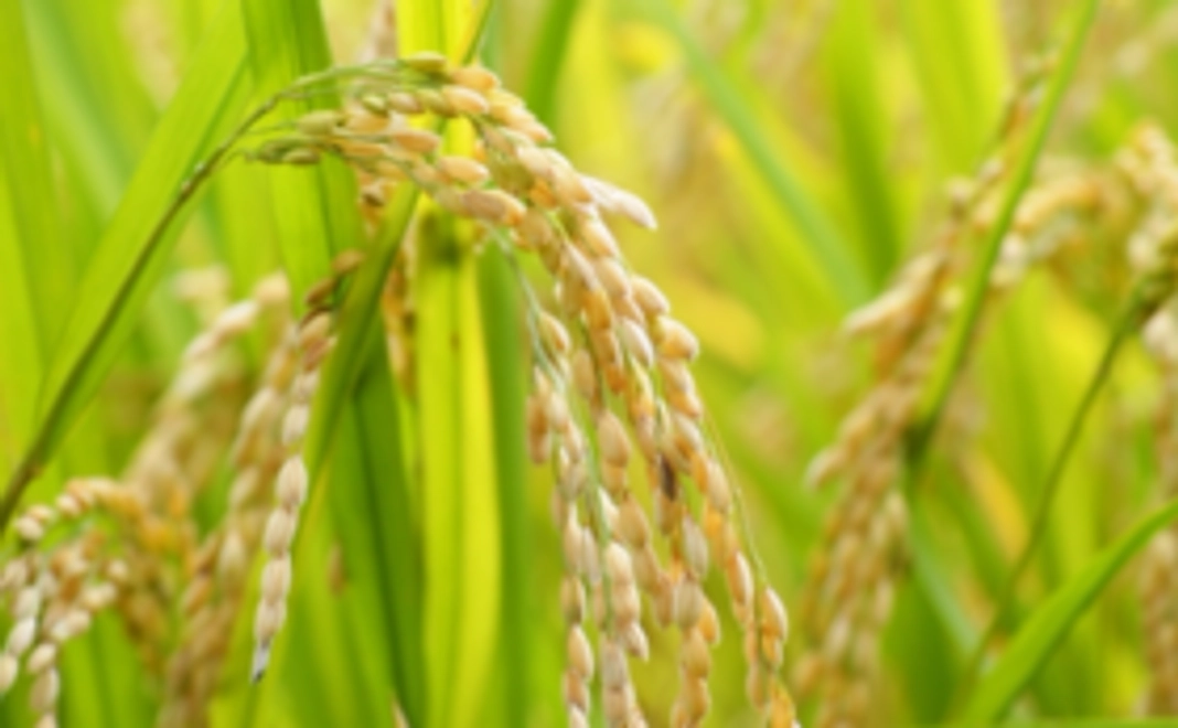 こだわり栽培のお米しっかりご賞味コース