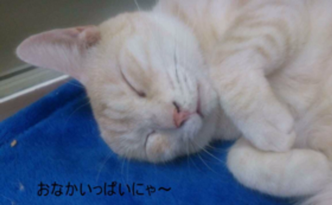 にゃんず応援リターン・ワクチンありがとにゃん