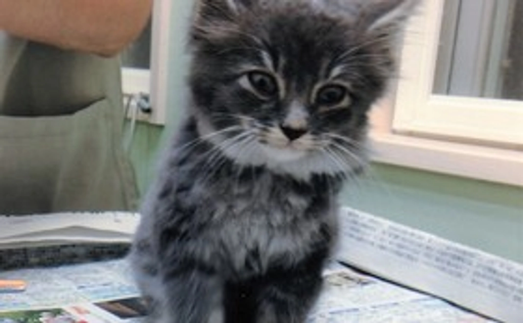 みしま町内会地域猫共存サポーター証をお届けします