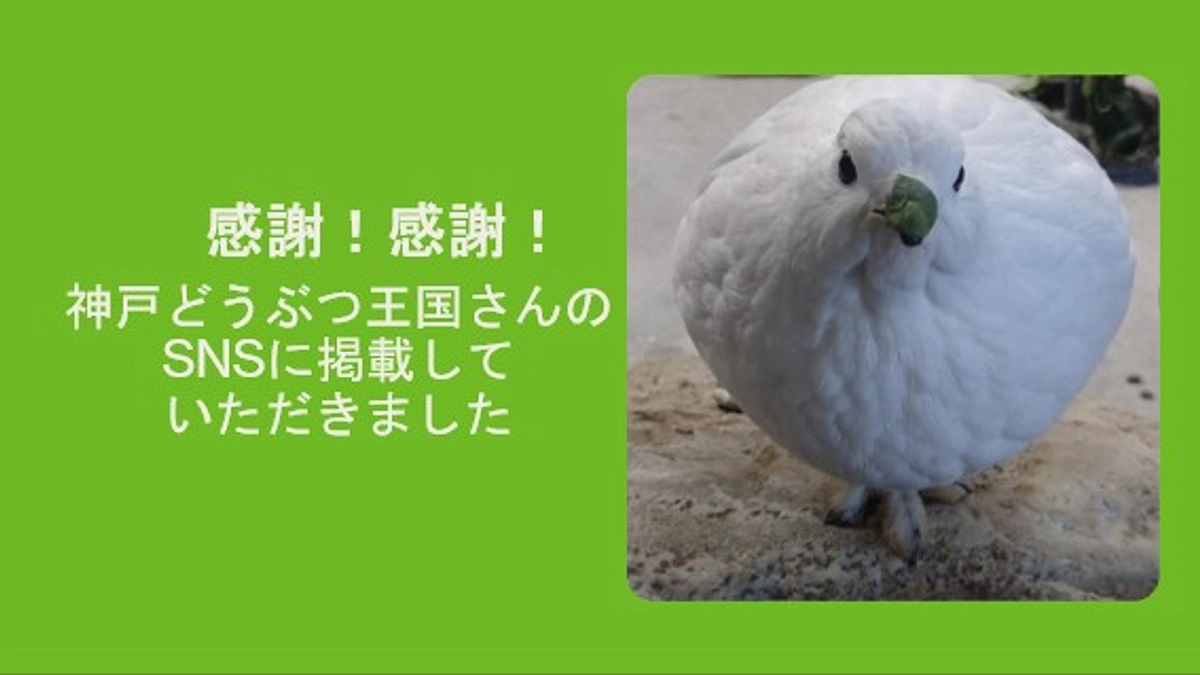 感謝！神戸どうぶつ王国さんがSNSに本プロジェクトについて掲載してくださいました！