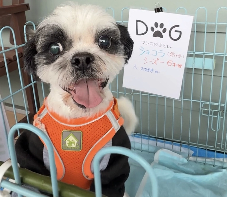 ショコラ！里親募集です！