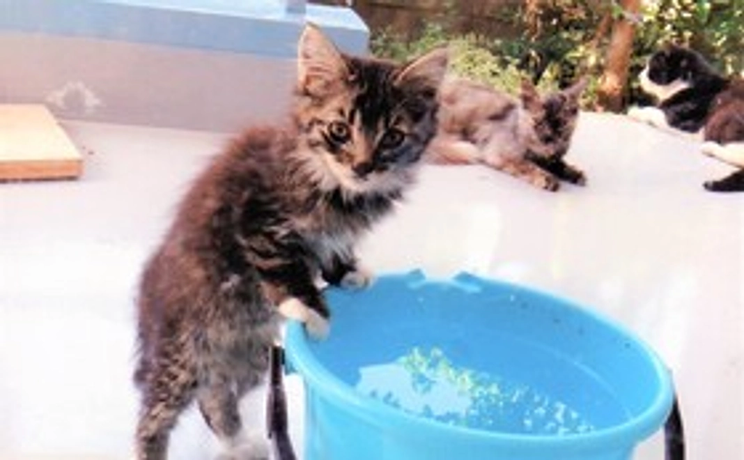 [応援コース]リターンにかける費用が少ない分、猫たちとの共存のために使わせていただきます