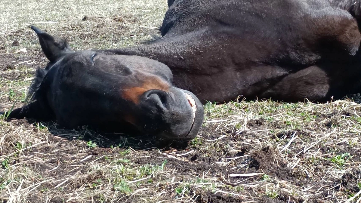 【ノーザンレイクの仲間たち】ネコパンチ編