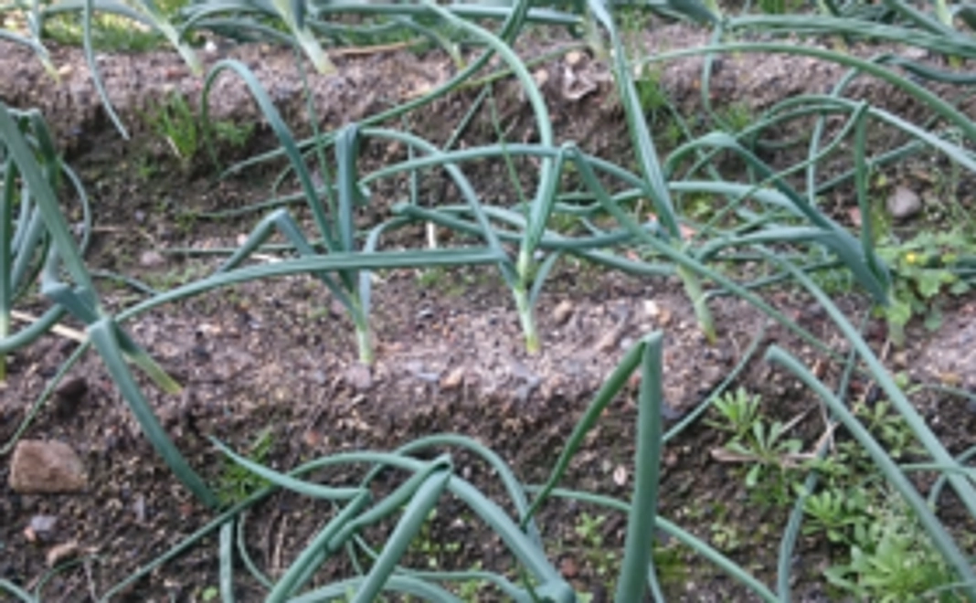 【遠方の方向け】鵜来島たまねぎをお送りします