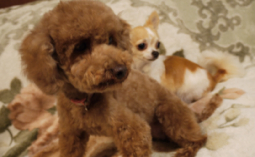 みなさんの応援の結集が大きなちからに!