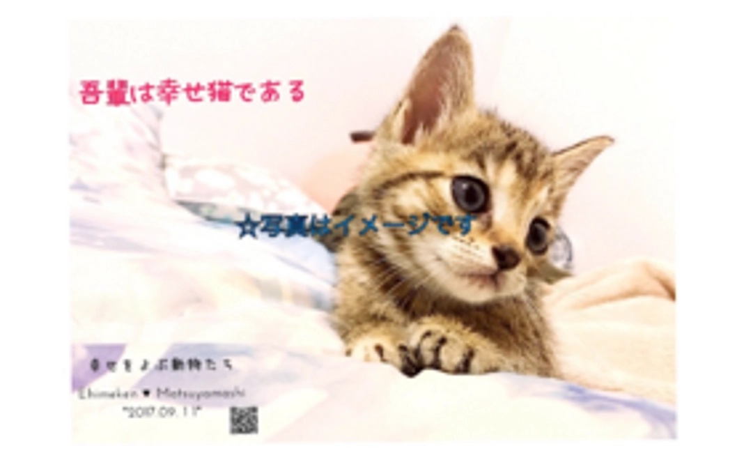 ポストカード1種類をお届け