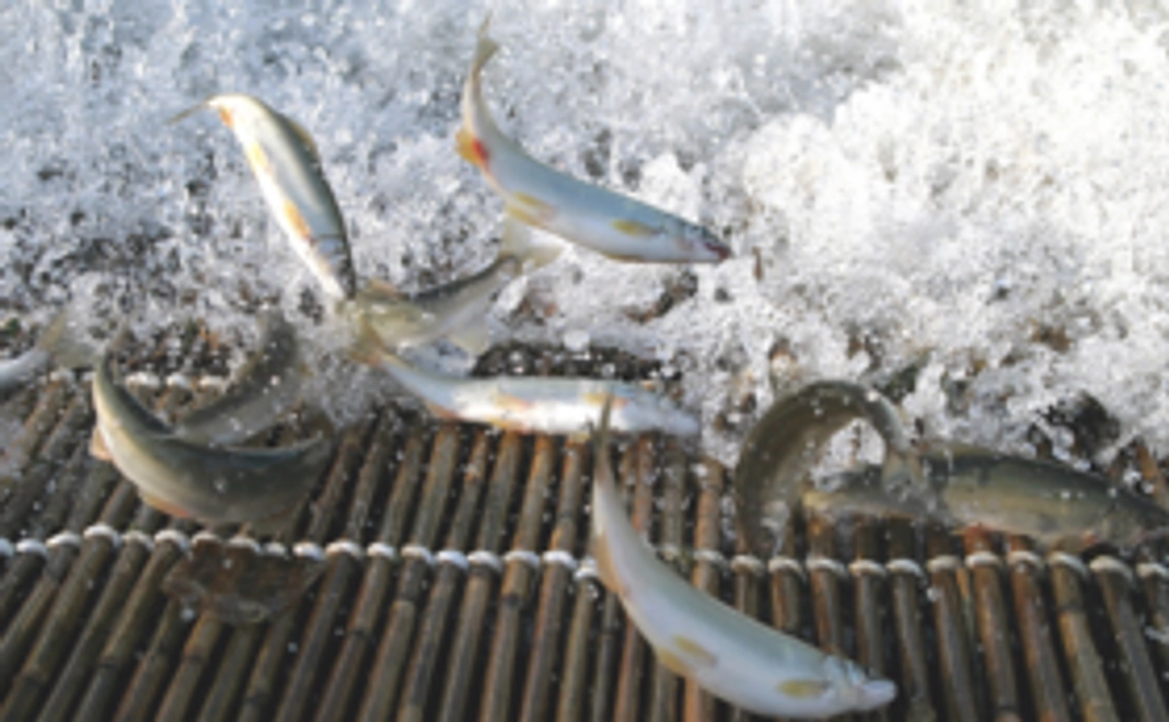 サンクスメールと報告書PDFの送付