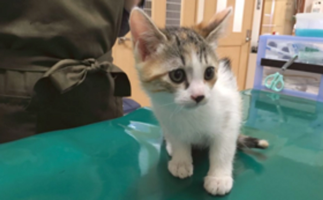 ニャンコプラスグッズで応援！