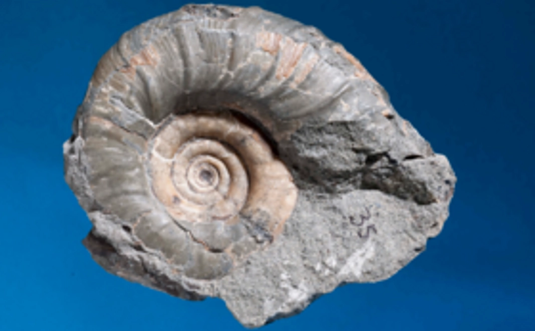 解説ラベルつき！アンモナイト化石の実物をお手元に