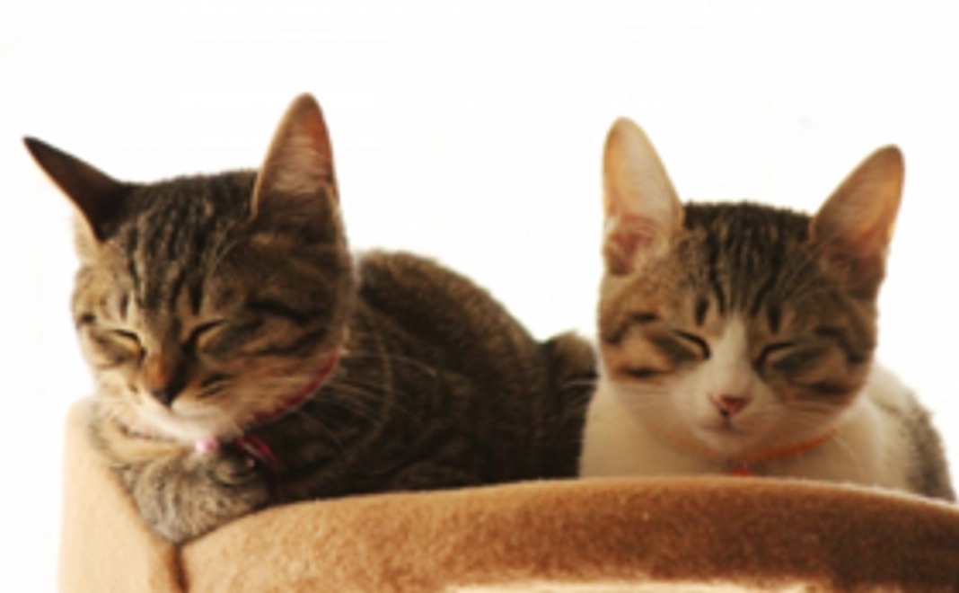 1, 未来の保護猫たちと子どもたちへの応援を込めて