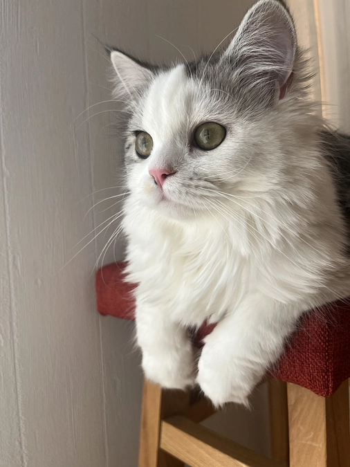 投薬終了のお知らせ！