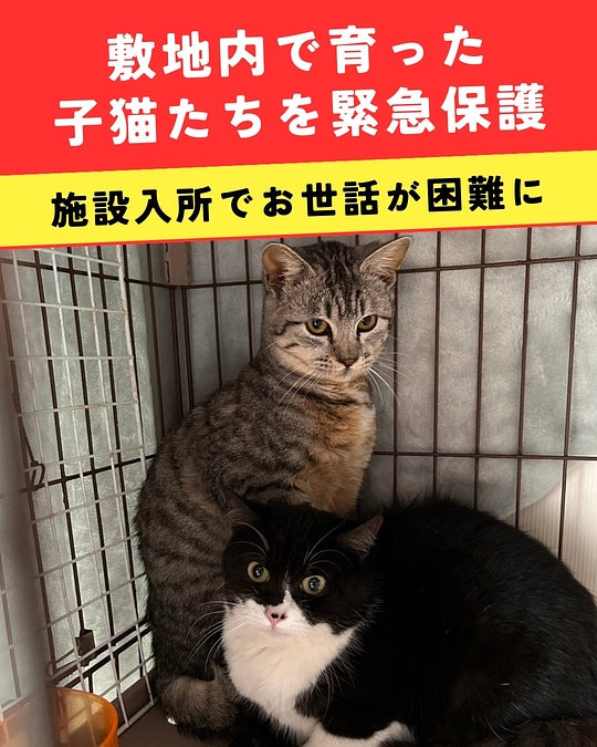 🚨高齢者の施設入所により、子猫達を緊急保護