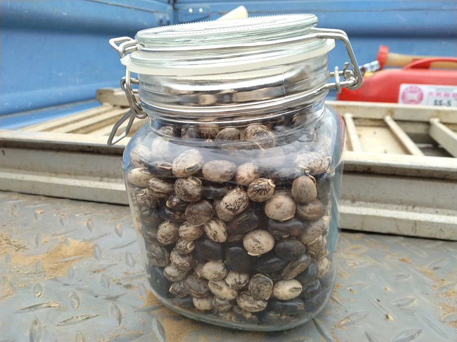 「ムクナ豆がついに収穫期へ — 耕作放棄地の再生が一歩前進！」