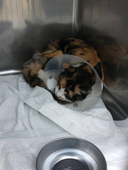 入院中のミケコちゃんの様子について