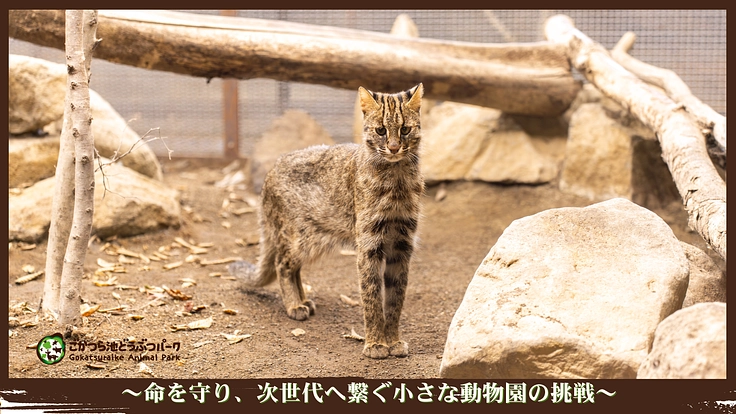 ごかつら池どうぶつパーク|命を守り、次世代へ繋ぐ小さな動物園の挑戦 3枚目
