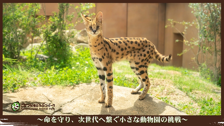 ごかつら池どうぶつパーク|命を守り、次世代へ繋ぐ小さな動物園の挑戦 2枚目