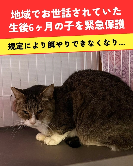 🚨連日の緊急保護…😭