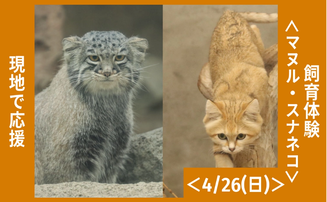 【12/5追加】現地で応援|飼育体験<マヌルネコ・スナネコ|4/26(日)>(2名まで可)