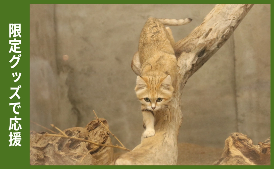 【12/5追加】限定グッズで応援|スナネコアクリルキーホルダー