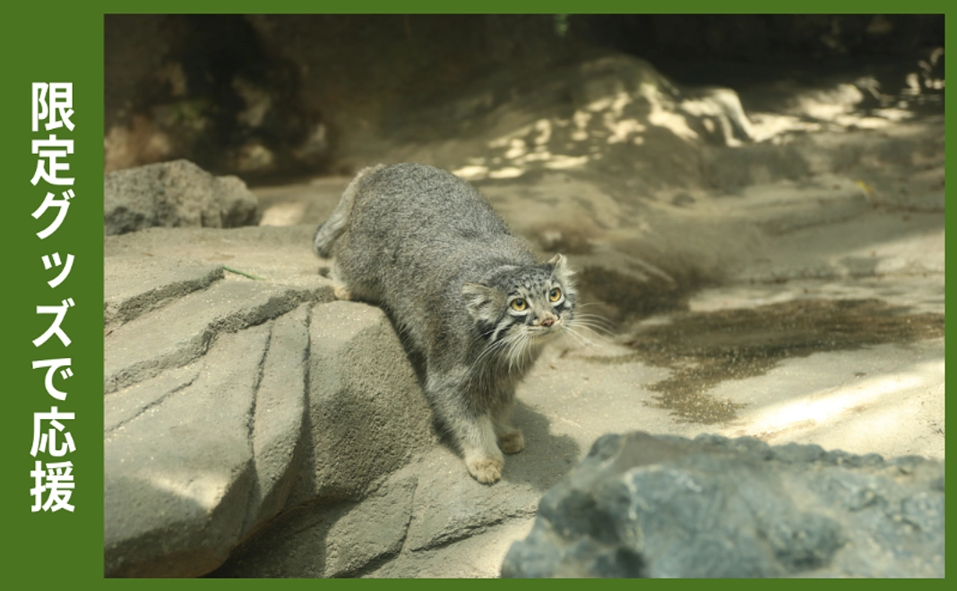 【12/5追加】限定グッズで応援|マヌルネコアクリルキーホルダー