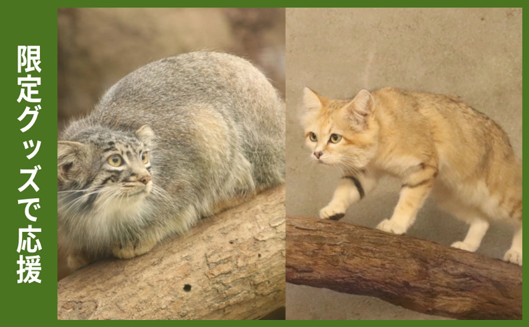 【12/5追加】限定グッズで応援|マヌルネコ・スナネコ三昧コース