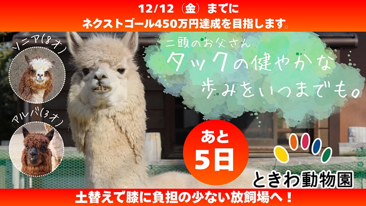 アルパカ・タックの膝の健康を守る！ときわ動物園の挑戦