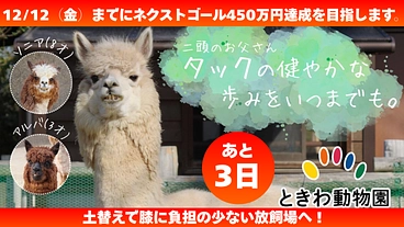 アルパカ・タックの膝の健康を守る!ときわ動物園の挑戦 のトップ画像