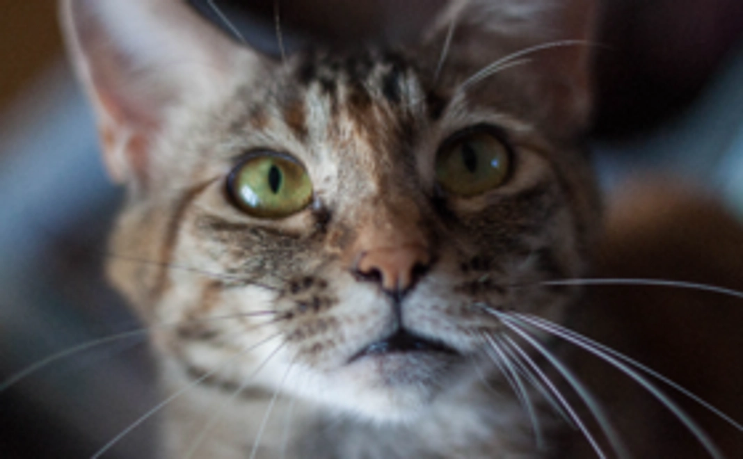 オリジナルポストカード