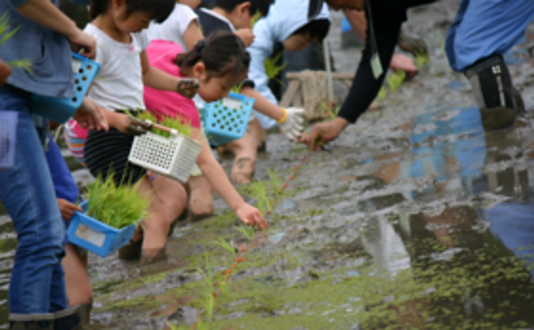 田植・稲刈り体験イベントのご招待とアイガモの谷口ホームページ限定購入商品券750円分(還元率15%)