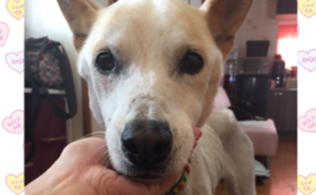 《感謝のお礼 メール》