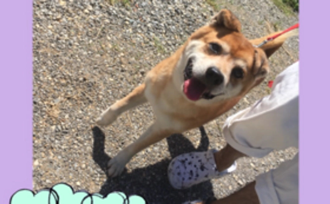 《感謝のお礼 メール》写真付き